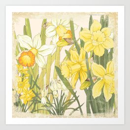 Vintage Floral Paper:  Spring Flowers on Shabby White -Daffodils Art Print