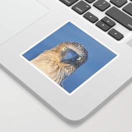 Blue footed booby Sticker