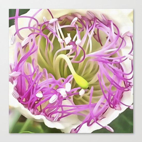 Caper Flower Blossom Canvas Print
