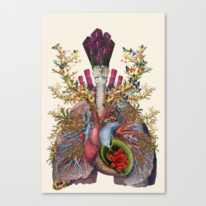 adore anatomical heart lungs collage by bedelgeuse Canvas Print