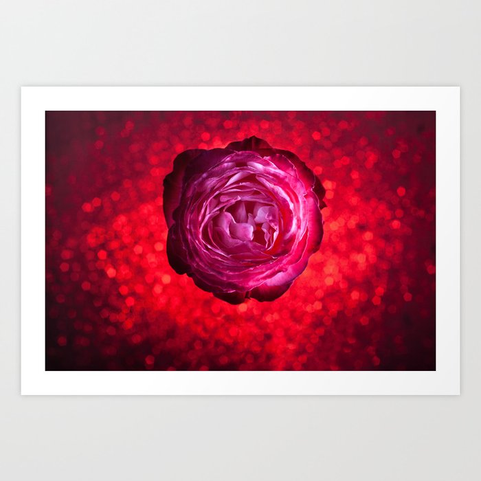 Rose 01 Art Print