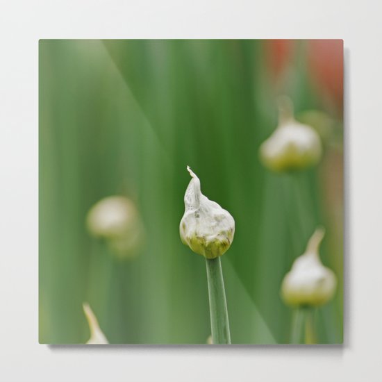 Onion Flower Bud Metal Print
