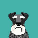 schnauzer network