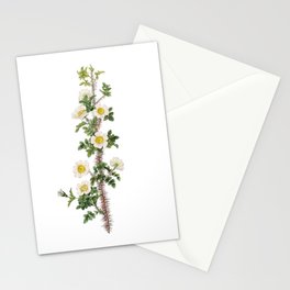 Vintage Scotch Rose Bloom Botanical Illustration on Pure White Stationery Card