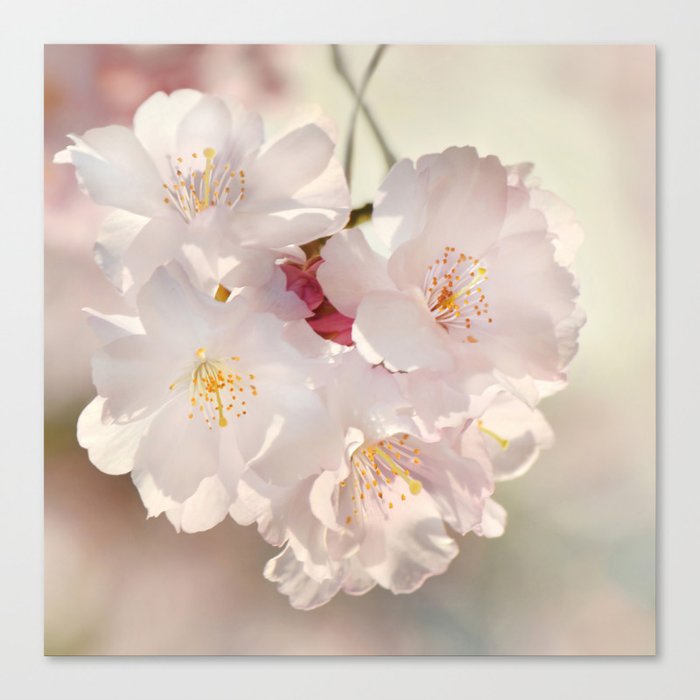 Cherry Blossoms  0210 Canvas Print