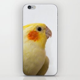 Yellow cockatiel on white background. Domestic wild animal bird. Beautiful cute parrot.  iPhone Skin