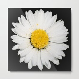 Top View of a White Daisy Isolated on Black Metal Print