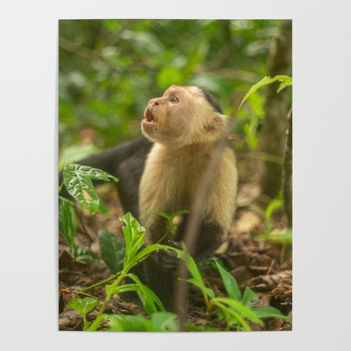 Whitefaced Capuchin Monkey Poster