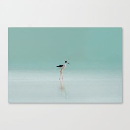 Elegant shorebird Canvas Print