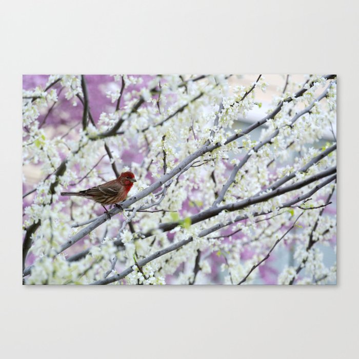 Spring Bird Canvas Print