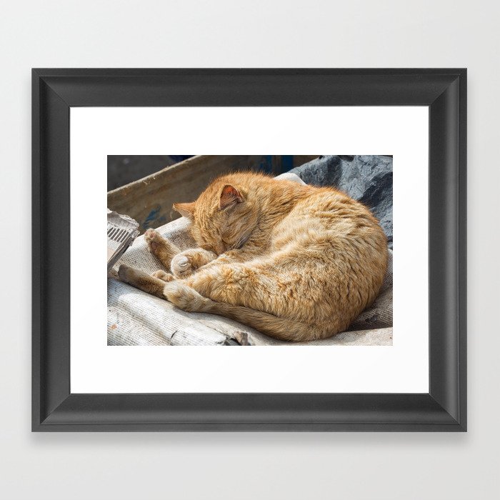 Sleeping cat Morocco  Framed Art Print