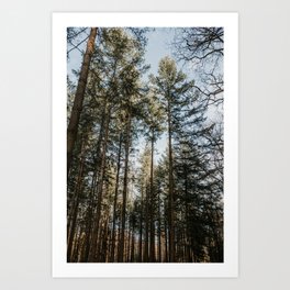 Golden hour pine forest | Colourful travel photography | Veluwe, The Netherlands (Holland) Art Print