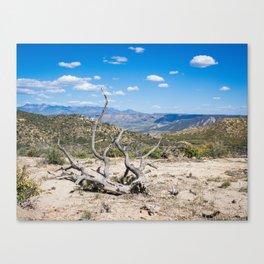 Mesa Verde Tree III Canvas Print