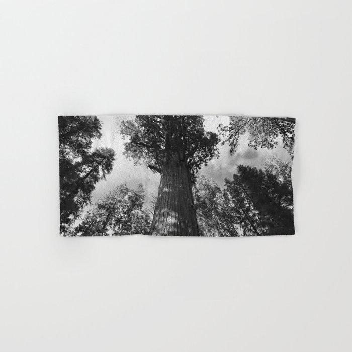 Giant Redwood, Sequoia tree grove; Redwood Forest, California Pacific Coast black and white photograph, photography, photographs Hand & Bath Towel