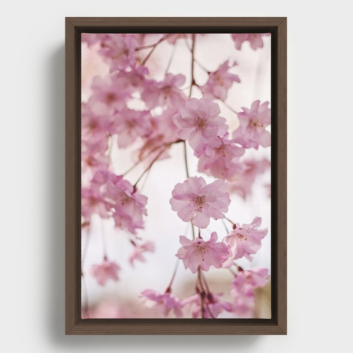 Cherry Blossom Baby Framed Canvas