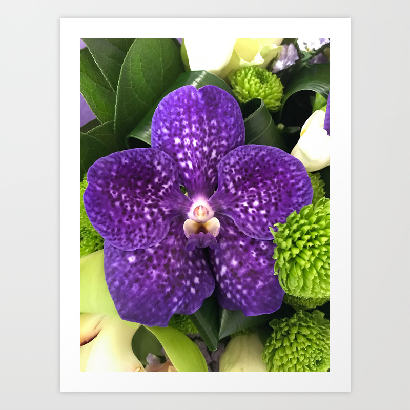 Vanda Singapore Orchid Art Print By Scubaprincess Society6