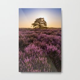 Sunrise with lonely tree and purple heather flowers Metal Print