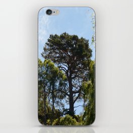 Summer Trees in the Scottish Highlands iPhone Skin