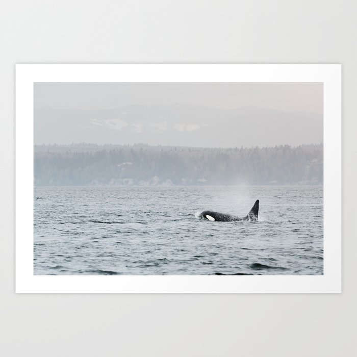 Puget Sound Orca Art Print