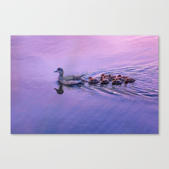 Ducklings floating at sunset Canvas Print