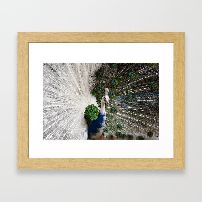 Blue White Peacock Framed Art Print