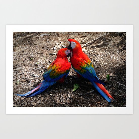 Lovebirds Art Print