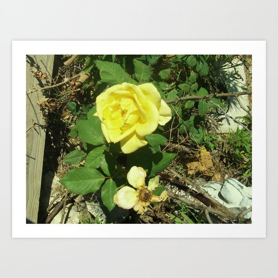 thorns Art Print