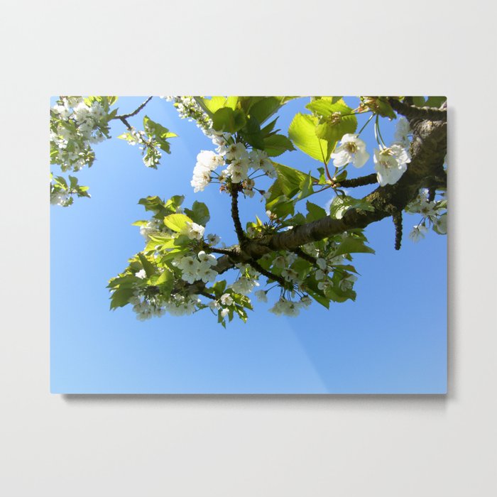 Apple Blossom Metal Print