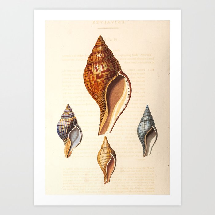 Art from "Conchology, or, The Natural History of Shells," 1811 (benefiting The Nature Conservancy) Art Print