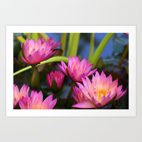 water lily Art Print