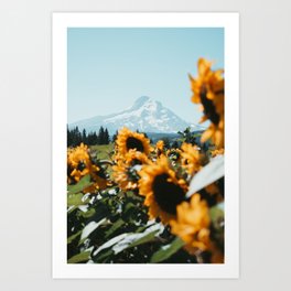 Mt. Hood Sunflower Field Art Print