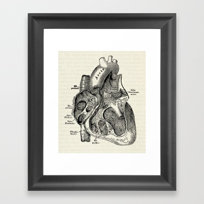 Vintage Anatomy Heart Medical Illustration Framed Art Print