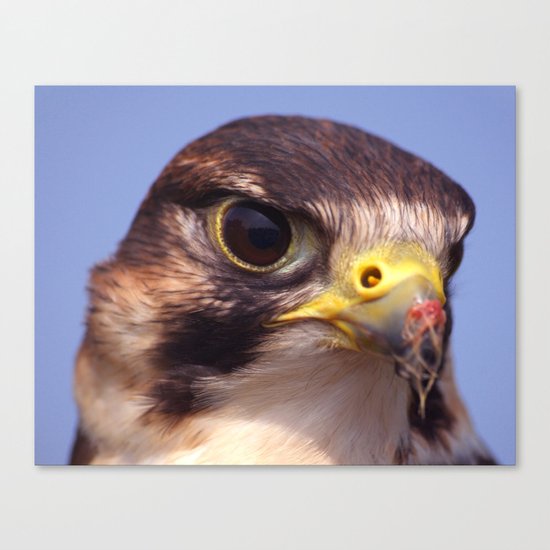 Lanner Falcon Canvas Print