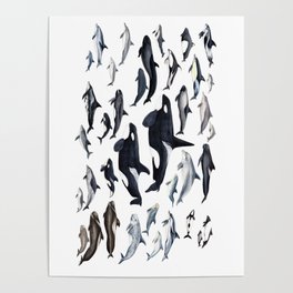 Dolphin diversity Poster