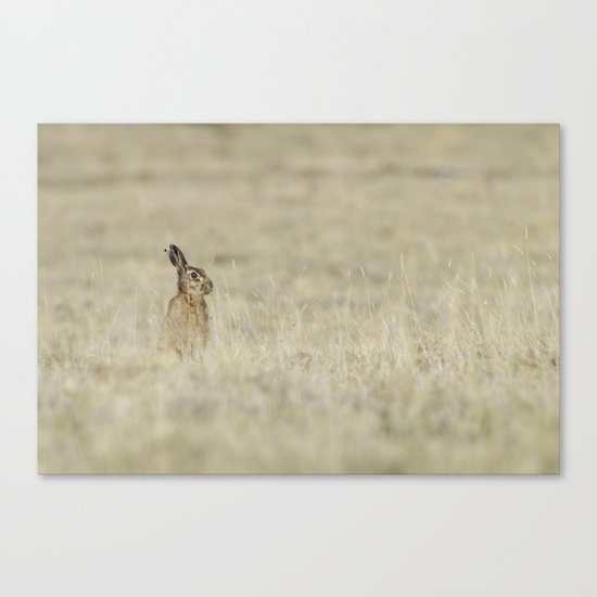 Brown hare Canvas Print
