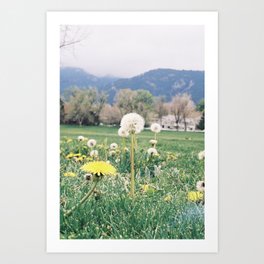 dandelions & mountains Art Print