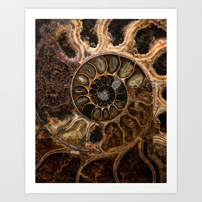 Earth treasures - Fossil in brown tones Art Print