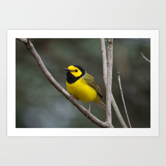 Hooded Warbler Art Print