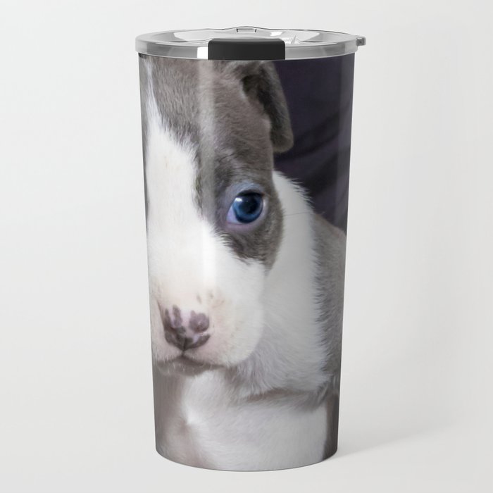 Pitbull grey with blue eyes sale