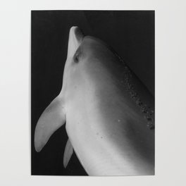 Baby dolphin black and white Poster