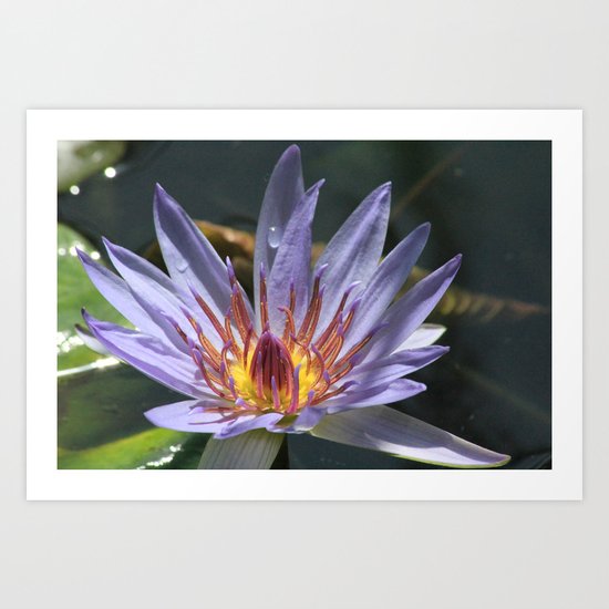 a flower Art Print