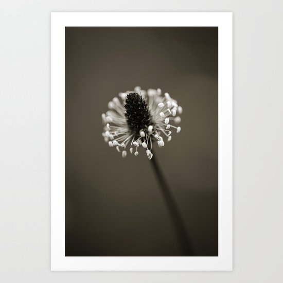 Ribwort Plantain Art Print