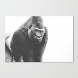 Silverback Gorilla (black + white) Canvas Print