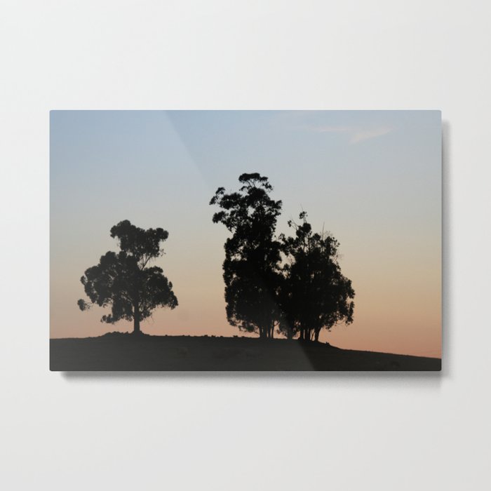 Eucalyptus trees at sunset Metal Print
