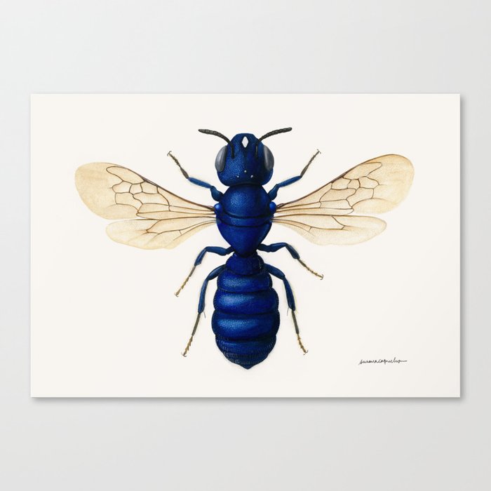 Blue carpenter bee (Ceratina chalcites) Canvas Print