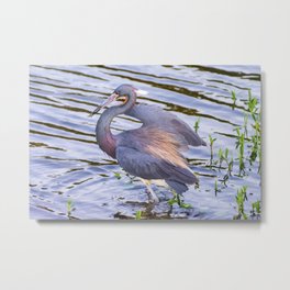 Little Blue Heron Fishing Metal Print