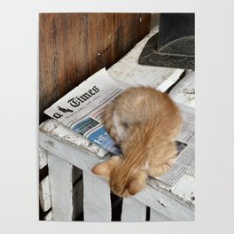 Orange Kitten  Poster