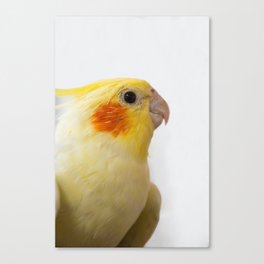 Yellow cockatiel on white background. Domestic wild animal bird. Beautiful cute parrot.  Canvas Print