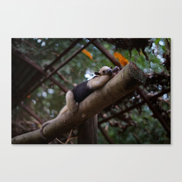A sleeping mini anteater at Alturas Sanctuary in Costa Rica Canvas Print