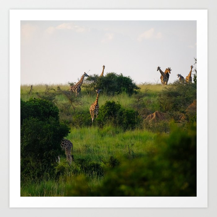 South Africa Photography - Giraffes Enjoying The African Nature Art Print